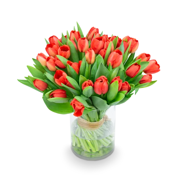 Bouquet of red tulips